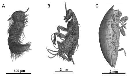 Trois images d'animaux inclus dans l'ambre opaque de Charente. A : un myriapode (<em>Polyxenida sp.</em>) ; B : deux blattes, l'une adulte, l'autre jeune ; C : un coléoptere (<em>Elateroidea</em>) © M. Lak, P. Tafforeau, D. Néraudeau (ESRF Grenoble et UMR CNRS 6118 Rennes)