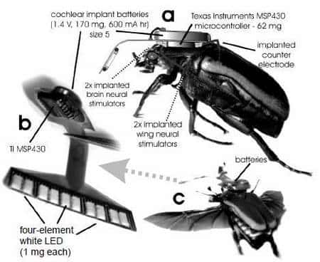 Le <em>Cyborg beetle</em> et ses implants. La photographie <em>a</em> montre le contrôleur Texas Instruments MSP 430 (qui mesure 3 x 3 x 1 mm et pèse 62 mg). Il est alimenté par une pile minuscule, d'un modèle utilisé pour les implants cochléaires. Avec ses 170 mg, c'est l'élément le plus lourd. Cet ensemble est relié aux électrodes enfoncées dans le corps de l'animal ainsi qu'à un stimulateur visuel (visible sur l'image b), portant quatre diodes blanches. Le coléoptère en vol (c) doit porter près de 240 mg... © MEMS 2008/<em>Technical Digest</em>