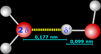 La liaison hydrogène entre deux molécules d'eau. En rouge l'atome d'oxygène avec une charge négative et en gris les atomes d'hydrogène, porteurs d'une charge positive. Crédit : Maria Palmucci