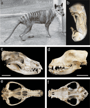 En a, jeune mâle photographié au zoo de Hobart en 1928. En <em>b</em>, un embryon de thylacine, conservé dans l'alcool au Museum Victoria, qui a servi à l'étude. A gauche, en <em>c</em> et en <em>e</em>, crâne de thylacine. Sa forme ressemble de façon surprenante à celui du chien domestique (<em>Canis canis</em>), montré en <em>d</em> et en <em>f</em>. © Andrew J. Pask, Richard R. Behringer, Marilyn B. Renfree/<em>PLoS One</em>