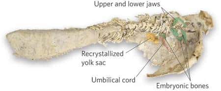 Les restes fossilisés d'une partie du corps de la femelle. Les os de l'embryon (<em>Embryonic bones</em>) sont colorés en vert sur l'image. On reconnaît les mâchoires (<em>jaws</em>). Des traces de parties molles sont interprétées comme un sac vitellin (<em>yolk sac</em>) et un cordon ombilical (<em>Umbilical cord</em>). © <em>Museum Victoria</em>