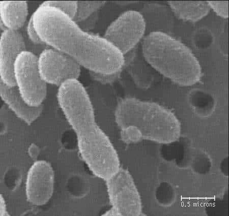La minuscule bactérie <em>Chryseobacterium greenlandensis</em> vue au microscope électronique à balayage. Le repère en bas à droite mesure 0,5 micron. Ces micro-organismes mesurent environ 1 micron de longueur pour un demi micron de diamètre. Les bactéries se présentant ici sous la forme de cacahuètes sont en train  de se diviser. © Jennifer Loveland-Curtze/<em>Penn State</em>