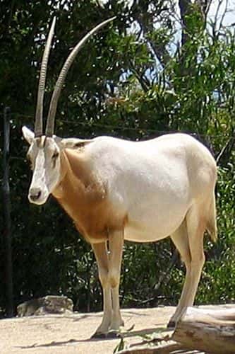 <em>Oryx dammah</em>. Licence Commons