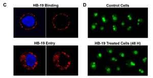 Les images de gauche (C) montrent HB-19 (en rouge) juste après l'ajout de cette molécule (en haut) et après une heure d'incubation (en bas). HB-19 se fixe immédiatement à la nucléoline de la membrane (<em>HB-19 binding</em>) et se trouve donc tout autour de la cellule. Dans celles du bas (<em>HB-19 Entry</em>), la molécule a largement diffusé à l'intérieur de la cellule, où elle sera détruite, sans pour autant entrer dans le noyau (en bleu). Les images de droite montrent la nucléoline du noyau (colorée en vert). Avec HB-19 (en bas), les quantités observées sont les mêmes qu'en l'absence de cette molécule (en haut), preuve que HB-19 n'affecte que la nucléoline de la membrane. (Image extraite de la publication) © <em>PlosOne</em>/Les auteurs de l'étude