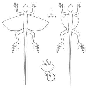 Figure 1. A gauche Kuehneosuchus latissimus. A droite, Kuehneosaurus latus. Au centre, l'actuel Draco melanopogon (voir la figure 2). Schéma extrait de l'article publié dans Paleontology.