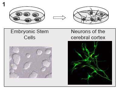 Cellules souches embryonnaires et neurones du cortex cérébral. Crédit ULB.