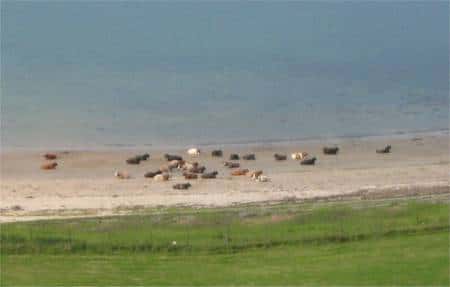 Un troupeau de vaches se prélasse sur une plage, en Ecosse. Il y a bien un sens préférentiel... © Reine Rebourg