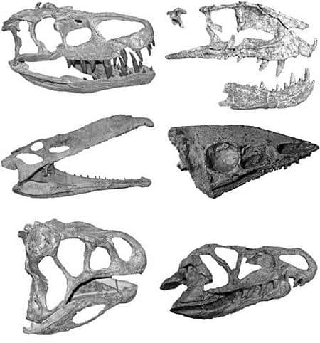 Montage photographique de crânes d’archosaures de type crocodilien, les principaux concurrents des dinosaures au cour du Trias tardif (200-230 millions d’années). Crédit : Université de Bristol
