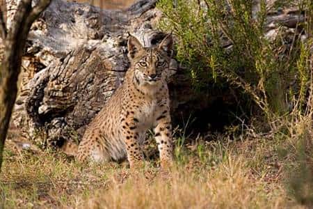 Le lynx ibérique. Crédit UICN