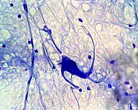 Un neurone observé au microscope. Crédit : Fanny Castets (<em>Commons</em>)