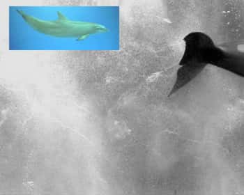  Les mini bulles de vapeur, causées par la cavitation et laissées par les mouvements des dauphins dans l'eau. Crédit : Rensselaer/Tim Wei. 