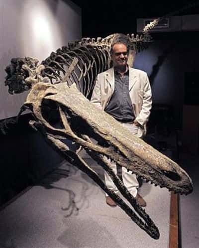Fernando Novas aux côtés du squelette reconstitué, exposé à Buenos Aires. Crédit Musée des Sciences Naturelles Bernardino Rivadavia