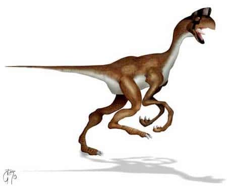Oviraptor. Ce dinosaure, comme tous les oviraptorosauriens, possédait des plumes et était vraisemblablement omnivore. Plusieurs auteurs affirment qu’ils étaient plus proches des oiseaux que l’archéoptéryx, mais ils ont tous disparu à la fin du Crétacé. Crédit : LeCire (Commons)