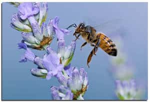 Une abeille butine. Pour une chenille, c'est une guêpe... © Albyper / Flickr - <em>Licence Creative Common (by-nc-sa 2.0)</em>