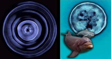 A gauche, le signal (cymaglyphe) d'un dauphin adulte. A droite, celui d'un bébé appelant sa mère (cliquer sur l'image pour agrandir le cymaglyphe). © Jack Kassewitz/John Stuart Reid
