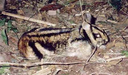 Annamite striped, une nouvelle espèce de lapin. Crédit WWF