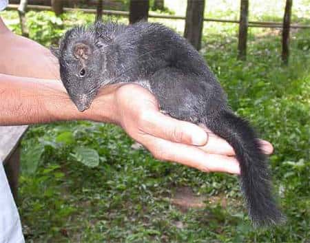 Laonastes aenigmamus, rat des rochers. Crédit WWF