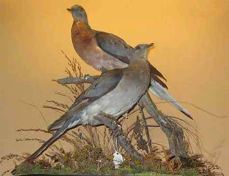 Couple de pigeons migrateurs américains naturalisés du Vanderbilt Museum de New York. Source <em>Commons</em>