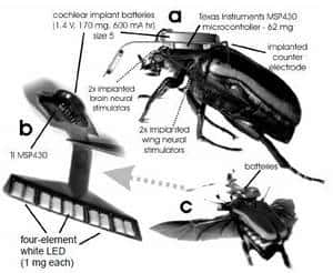 Le Cyborg beetle et ses implants. Le coléoptère en vol (c) doit porter près de 240 mg... © <em>MEMS 2008/Technical Digest</em>