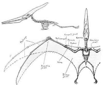 Morphologie d'un ptérosaure (un ptéranodon). Source <em>Commons</em>