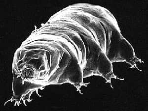 Un tardigrade au microscope électronique à balayage. Une drôle d'allure pour un champion toutes catégories de la survie. © Rick Gillis et Roger J./<em>Haro Department of Biology University of Wisconsin</em> - La Crosse