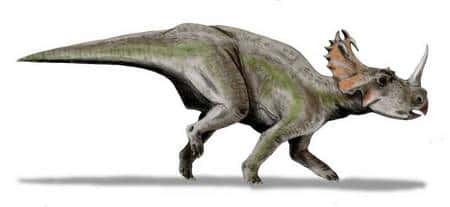 Reconstitution de <em>Centrosaurus</em>. Source <em>Commons</em>