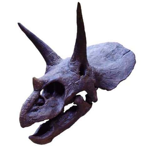 Crâne de tricératops. Source <em>Commons</em>
