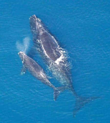 La Baleine des Basques a préféré déserter les eaux françaises... Source <em>Commons</em>