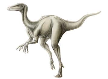 Une reconstitution d'artiste de l'aspect probable de <em>Eoraptor lunensis</em> découvert dans la Vallée de la Lune. Crédit : Institut royal des sciences naturelles de Belgique