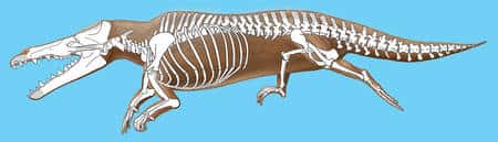 Une représentation d'artiste du squelette de <em>Maiacetus inuus</em>. © John Klausmeyer, Bonnie Miljour <em>University of Michigan-Museums of Natural History</em>