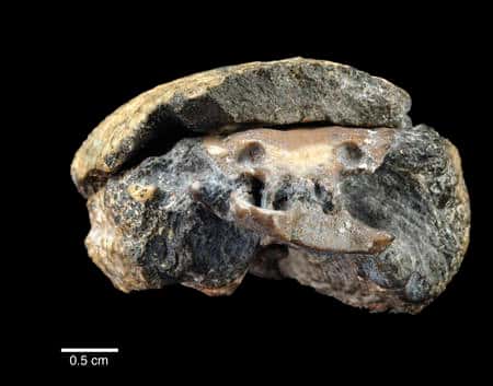 Le fossile découvert au Kansas. La tomographie en permet une analyse non destructive. (Cliquer sur l'image pour l'agrandir.) © PNAS
