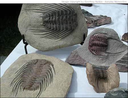 Des trilobites du Maroc. Crédit : Geoffrey Notkin