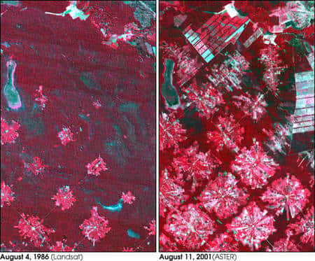 Images satellites en infrarouge montrant la déforestation en Bolivie entre 1986 et 2001. La forêt intacte apparaît en rouge foncé, tandis que le déboisement, qui progresse à partir du centre de chaque zone, laisse une trace claire ou blanche où le terrain est entièrement défriché. Crédit Nasa/GSFC/MITI/ERSDAC/Jaros, U.S./<em>Japan ASTER Science Team</em>