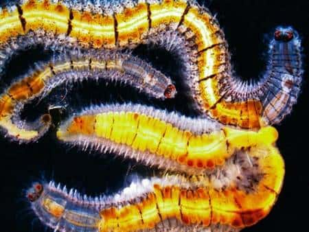 Le ver marin <em>Odontosyllis phosphorea</em> observé au microscope. Crédit <em>Scripps Institution of Oceanography</em>