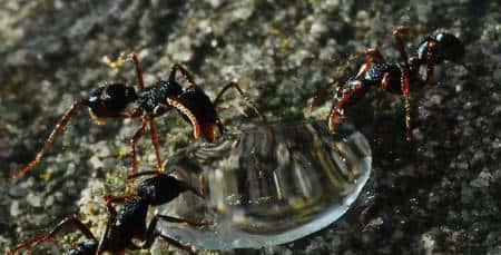 Trois fourmis (<em>Rhytidoponera sp.</em>) en train de s'abreuver sur une goutte sucrée. L'apport en sucre s'avère un élément clé de la nutrition d'une colonie de fourmis. © Gabriel Miller