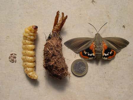 Les quatre phases de la vie de <em>Paysandisia archon</em> : les œufs, la larve dévoreuse de palmier, la chrysalide et l'adulte. © Jean-Benoît Peltier