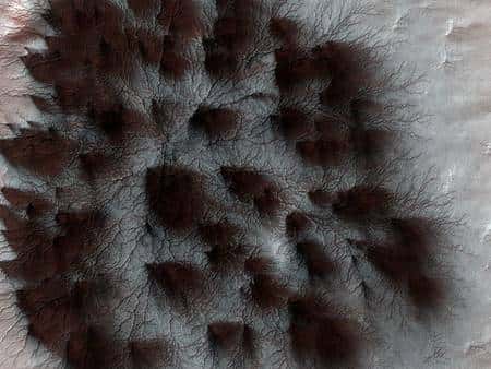 Araignées martiennes. Crédit Nasa/JPL
