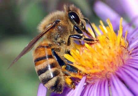 Pollinisatrice au travail... Source Commons