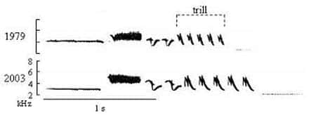 Phonogramme du chant du Bruant à couronne blanche, enregistré en 1979 et 2003. Source : Louisiana Museum of Natural History