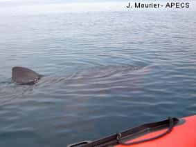 Le dos et les flancs du requin pèlerin sont gris-brun. Sa première nageoire dorsale (aileron) peut dépasser le mètre. La seconde nageoire dorsale est petite. La caudale est asymétrique, la partie supérieure de grande taille. Le requin se nourrit en nageant près de la surface, gueule ouverte. © J. Mourier / Apecs
