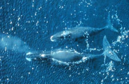 Eubalaena glacialis, la baleine franche de l'Arctique. Source NOAA