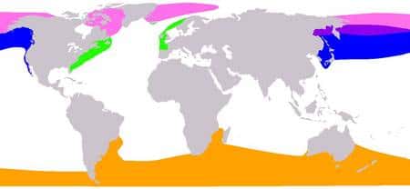 Carte de répartition des espèces. Eubalaena glacialis (vert), Eubalaena japonica (bleu), Eubalaena australis (orange), Balaena mysticetus (rose). Source Commons