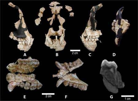 Les restes du crâne de <em>Anoiapithecus brevirostris</em> montrent un mélange de caractères propres à la lignée humaine et à des cousins plus lointains (cliquer sur l'image pour l'agrandir). L'ouverture nasale large, la racine de l'os zygomatique assez haute et le palais profond sont des caractères d'hominidés tandis que d'autres, comme des dents à émail épais et à capsides globuleuses, se retrouvent chez d'autres primates fossiles. De plus, certains caractères le rapprochent des kenyapithécinés, ancêtres possibles des hominidés.<br />© Salvador Moyà-Solà <em>et al.</em> / <em>Pnas</em>