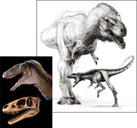 <em>Raptorex kriegsteini</em> à côté de <em>Tyrannosaurus rex</em> : un air de famille évident. Le crâne, en photographie, montre en particulier des similitudes remarquables, avec une mâchoire puissante, des dents acérées et des bulbes olfactifs conséquents. (Cliquer sur l'image pour l'agrandir.)<br />© Todd Marshall (dessin), Mike Hettwer (photo)