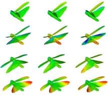 Les images du criquet en train de voler, avec des marques sur le corps, ont permis de réaliser un modèle 3D du vol battu montant les déformations continuelles des quatre ailes. On voit ici quelques phases, issues d'une <a href="http://www.ox.ac.uk/media/news_stories/2009/090918_2.html" target="_blank">vidéo créée par l'équipe scientifique</a>. ©  Adrian Thomas <em>et al.</em>