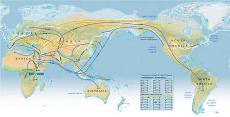 Cliquer sur l'image pour l'agrandir. Schéma des grandes migrations humaines depuis l'aube de l'humanité, parties d'Afrique de l'est, et obtenu par l'étude des chromosomes Y (lignes bleues) et de l'ADN mitochondrial (en jaune). Selon ce schéma, hormis les chasseurs-cueilleurs d'Afrique australe (les San), toute l'humanité descend d'un même groupe ayant quitté l'est de l'Afrique il y a 60.000 ans, là où ont dû vivre une « Eve africaine » et un « Adam africain ». L'Asie du sud est atteinte il y a environ 50.000 ans. Entre 40.000 et 35.000 ans, des hommes s'aventurent jusqu'en Sibérie... en pleine époque glaciaire. Entre 20.000 et 15.000 ans, <em>Homo sapiens</em> fait son apparition sur le continent américain en profitant d'un passage entre Sibérie et Alaska, permis par la baisse du niveau de la mer. Aujourd'hui, ces migrations se traduisent par la répartition des haplogroupes. © <em>National Geographic Map</em>