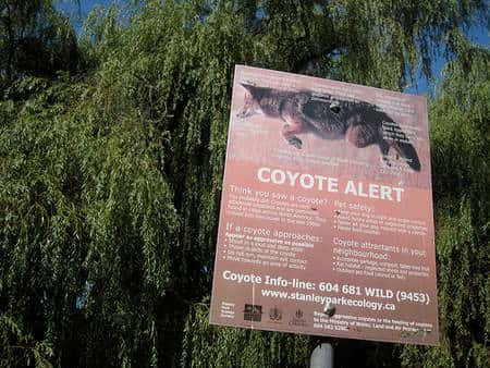 « Vous avez vu un coyote ? Voilà quoi faire ! » © Phillie Casablanca CC by-sa