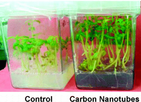A droite, l'échantillon avec nanotubes de carbone, à gauche, l'échantillon témoin. On observe bien la croissance supérieure des plants exposés aux nanotubes. © ACS NANO