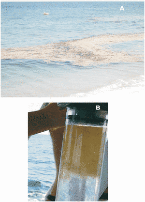 En haut, bande de mucilage sur la côte, en bas, un échantillon de <em>mare sporco</em> (mer sale), où l'on distingue bien le mucilage en surface. © Danovaro <em>et al.</em> CC