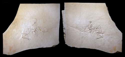 Une plaque de calcaire lithographique montrant un fossile d'archéoptéryx. Crédit : Mick Ellison &amp; AMNH